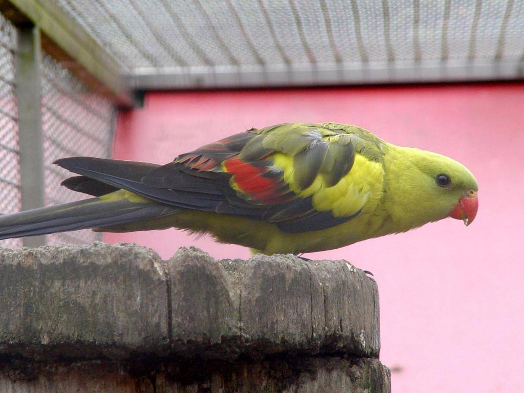 Александрийский попугай: особенности, где обитает, содержание дома