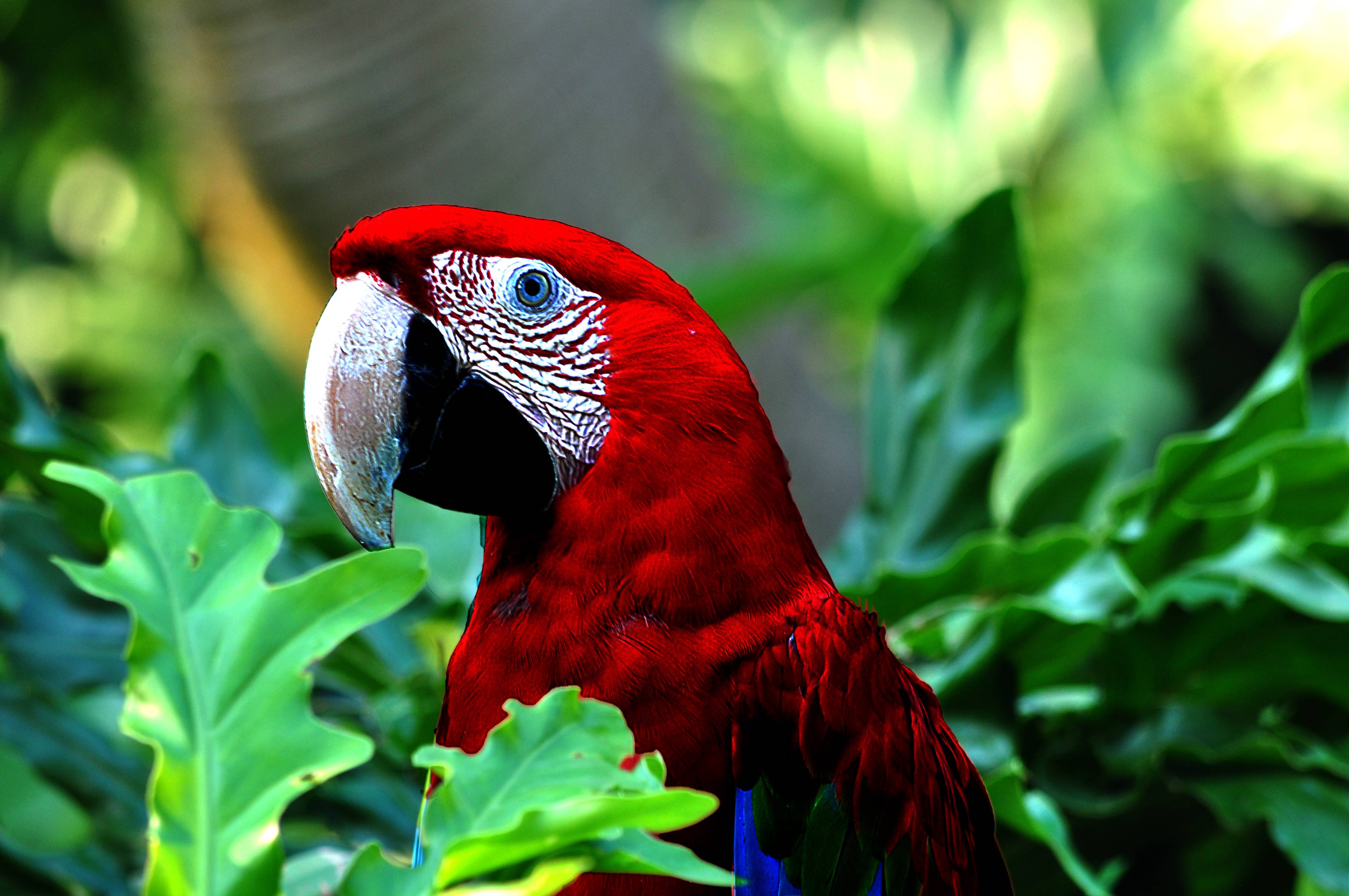 Голубой ара: описание, где обитает, чем питается, сколько живет