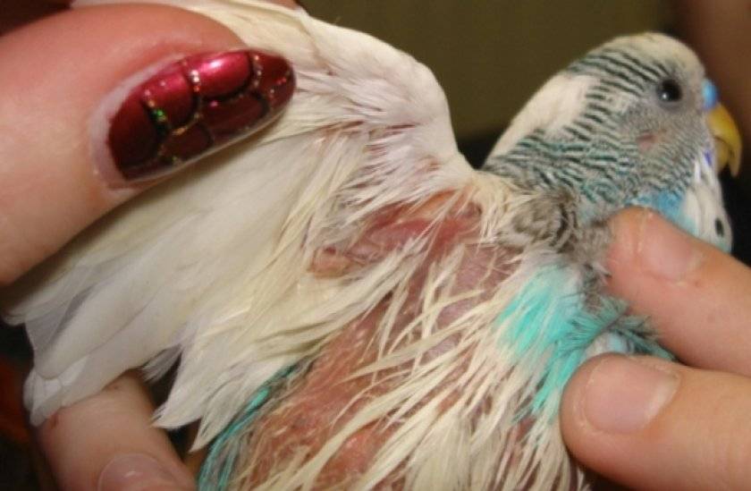 Что делать, если у волнистого попугая выпадают перья, причин