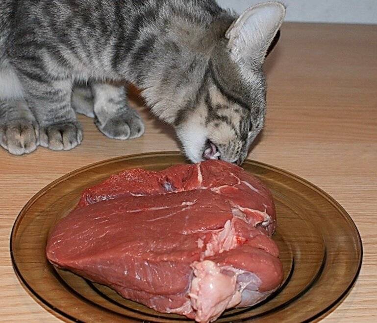Можно ли кошкам и котам сырое мясо: эксперимент ученых » муркотики