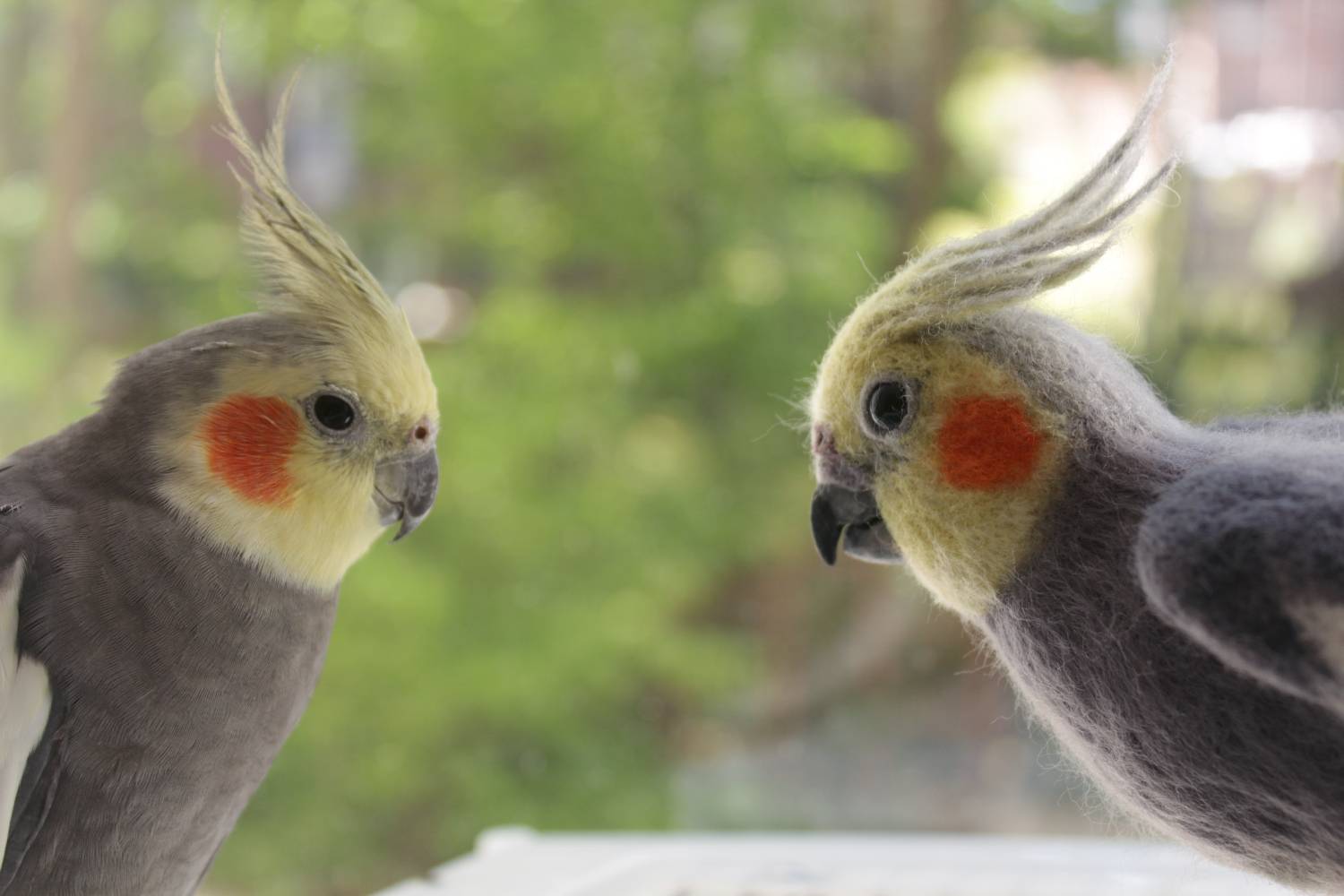 Как научить разговаривать попугая кореллу быстро в домашних условиях