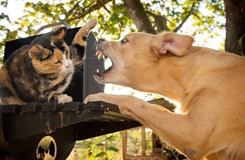 Ученые выяснили, почему кошки ненавидят собак: истоки взаимной вражды