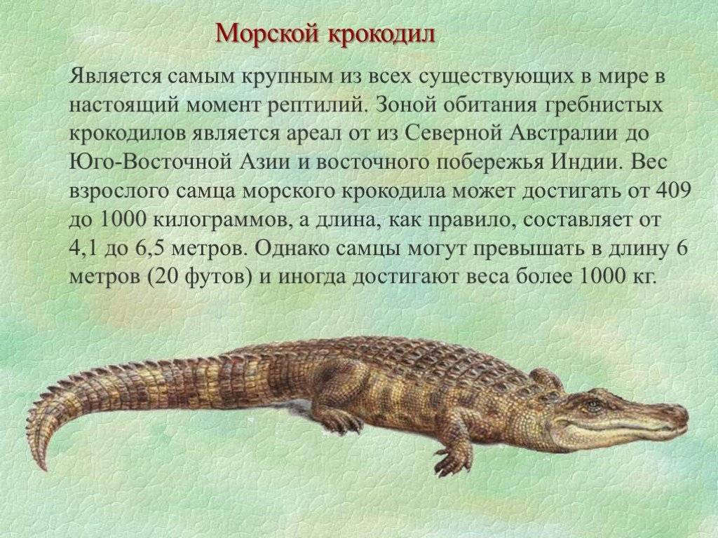 Гребнистый, белый или морской крокодил — полное описание этого вида