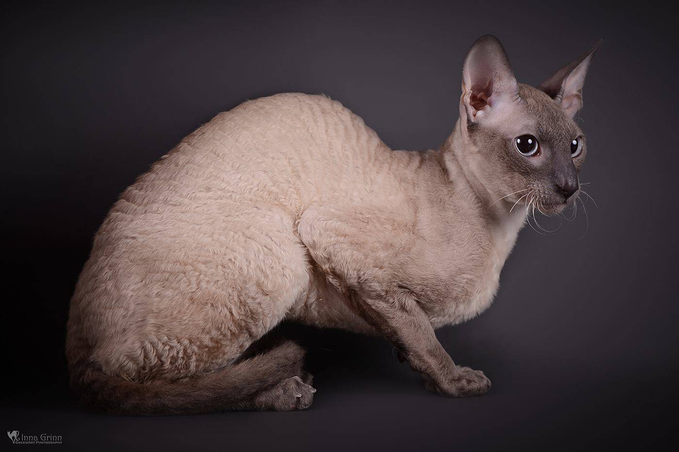Корниш рекс: описание породы, характер, 30 фото, вобор котенка