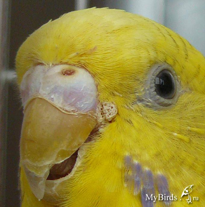 Клюв волнистого попугая: болезни, что делать, если слоится или наросты и нужно ли подстригать