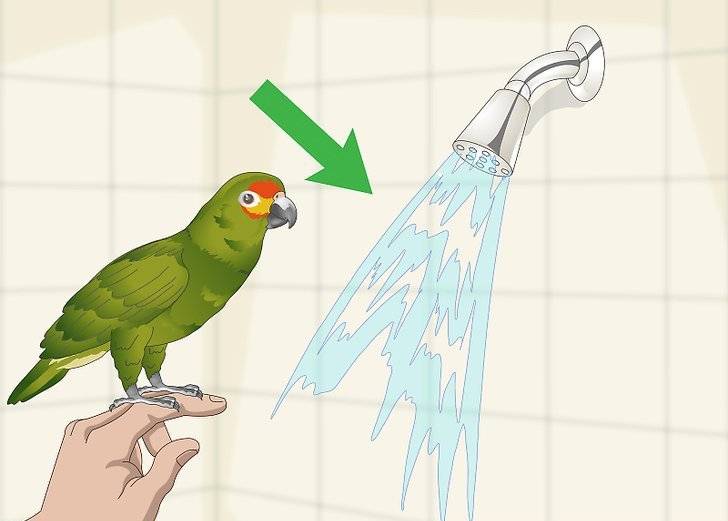 Купалка (ванночка) для попугая: волнистого, кореллы