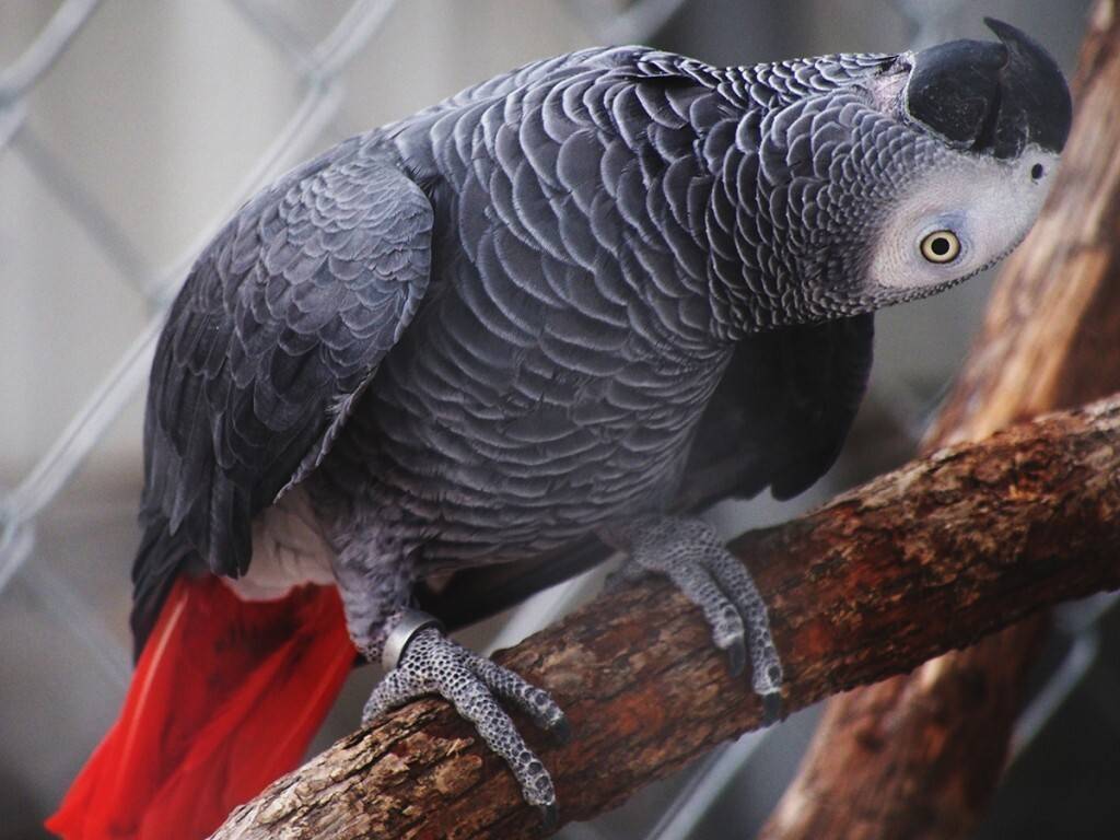 Попугай жако — содержание в домашних условиях