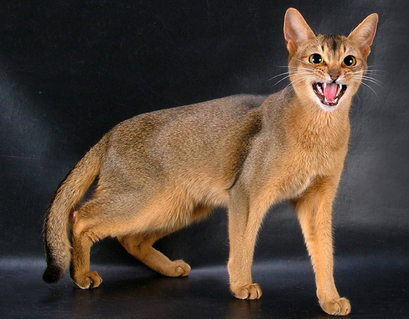 Абиссинская кошка: описание породы с фото — pet-mir.ru