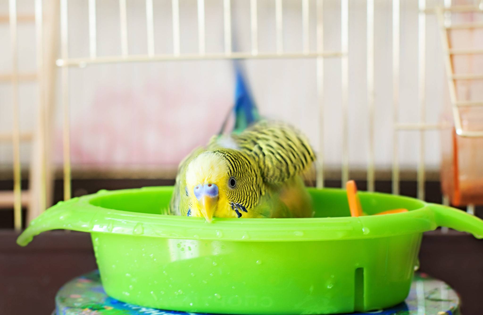 Как мыть волнистого попугая: в ванночке, под краном