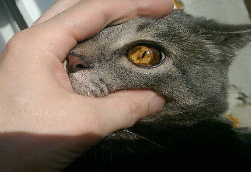 Выделения из глаз у кошки: как определить причину и чем лечить.