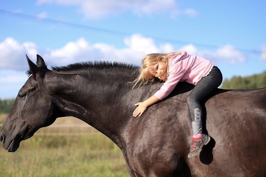 Верховая езда: как подружиться с лошадью и научиться сидеть в седле