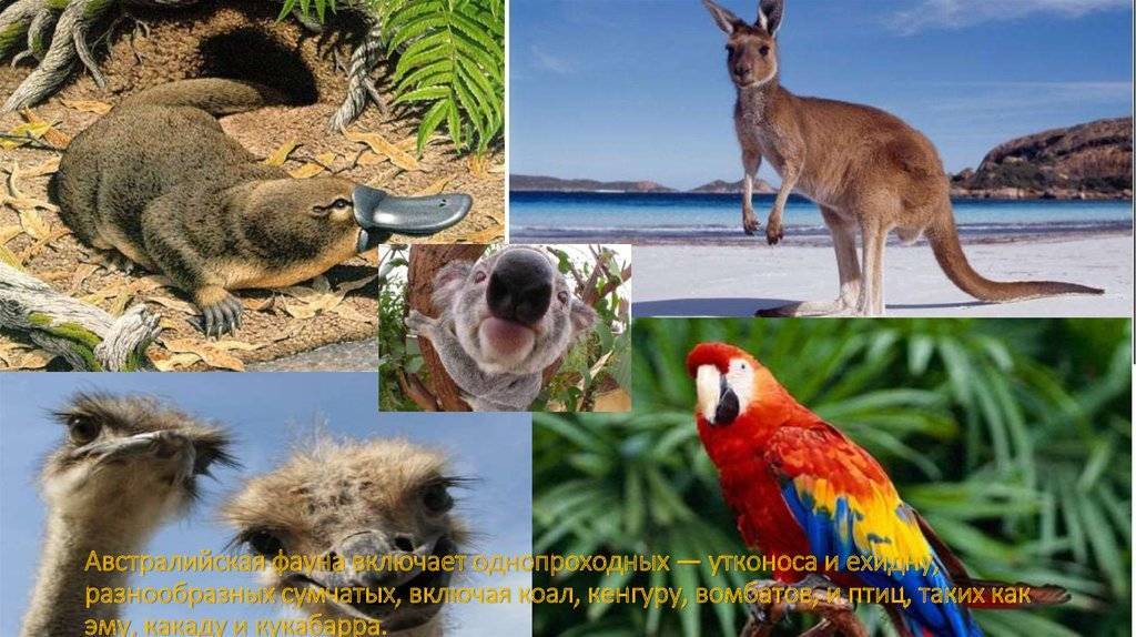 Животные австралии списком, своеобразие животного мира природных зон