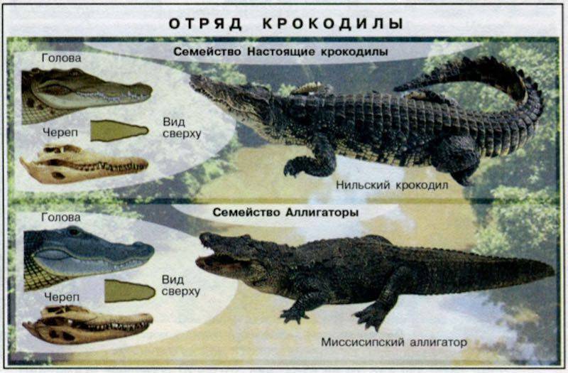 Крокодил или аллигатор: кто крупнее и опаснее | интересный сайт