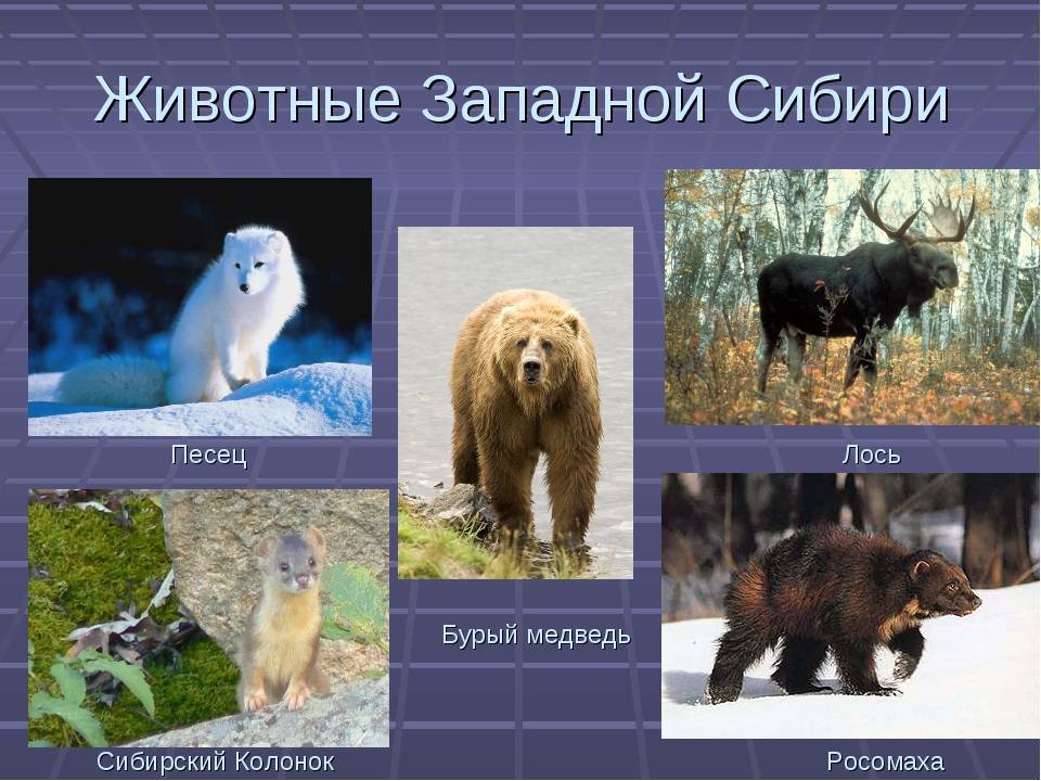Животные Сибири, кто обитает