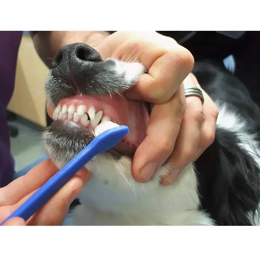 Зубной камень у собак