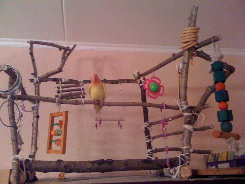 Игрушки для волнистых попугаев: как сделать своими руками и как играть