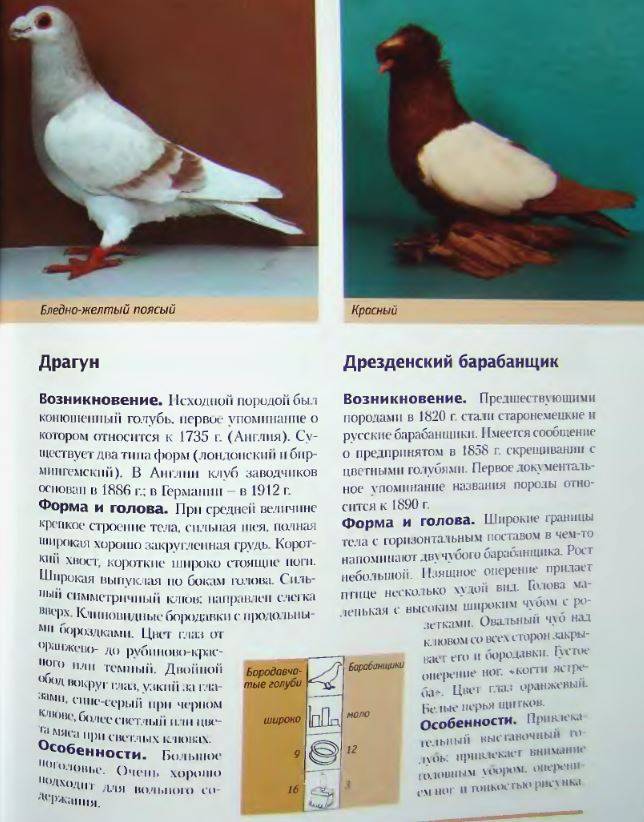 Скалистый голубь - описание, среда обитания, интересные факты