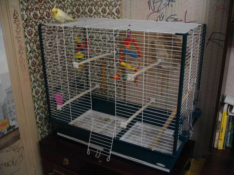 Клетка для попугая кореллы: какая должна быть (размеры), фото