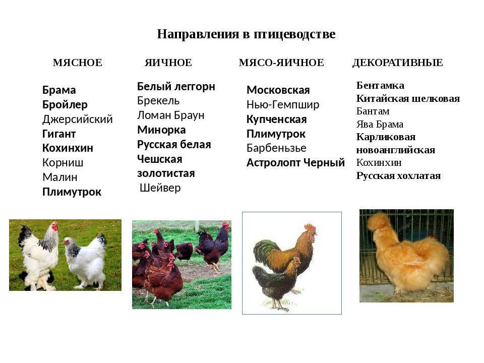 Основные особенности разведения мясных пород кур в домашних условиях: характеристика и описание видов