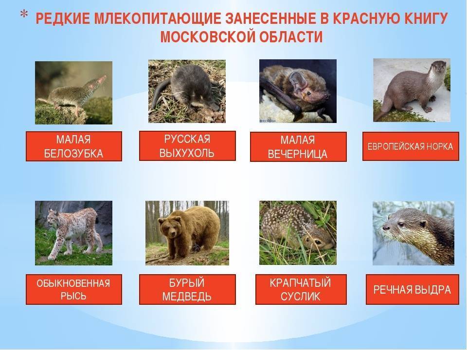 Животные москвы и московской области: фото, список видов, описание - дикие животные