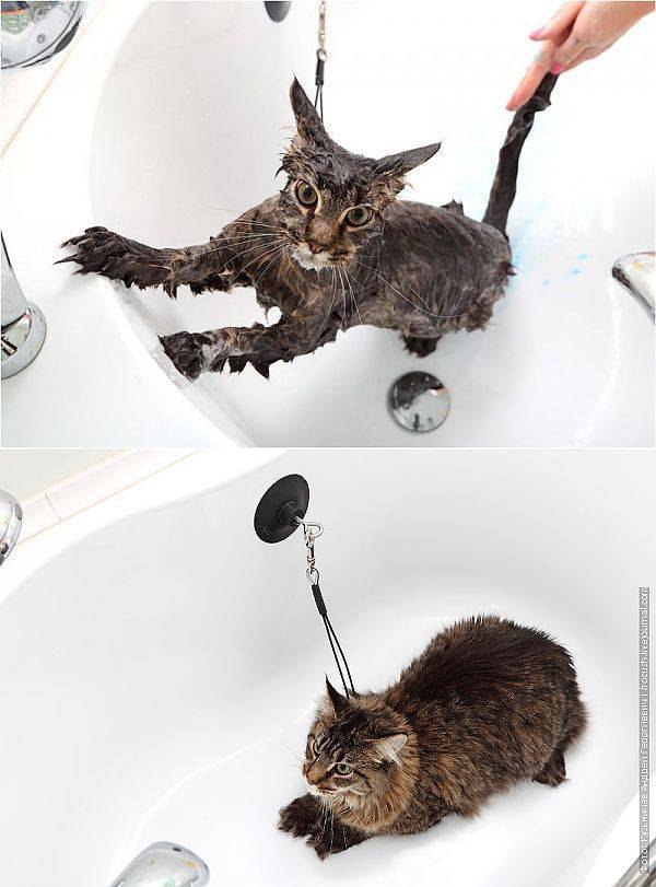 Как легко помыть кошку дома, если питомец боится воды: новости, кошки, купание, советы, безопасность, эксперты, домашние животные