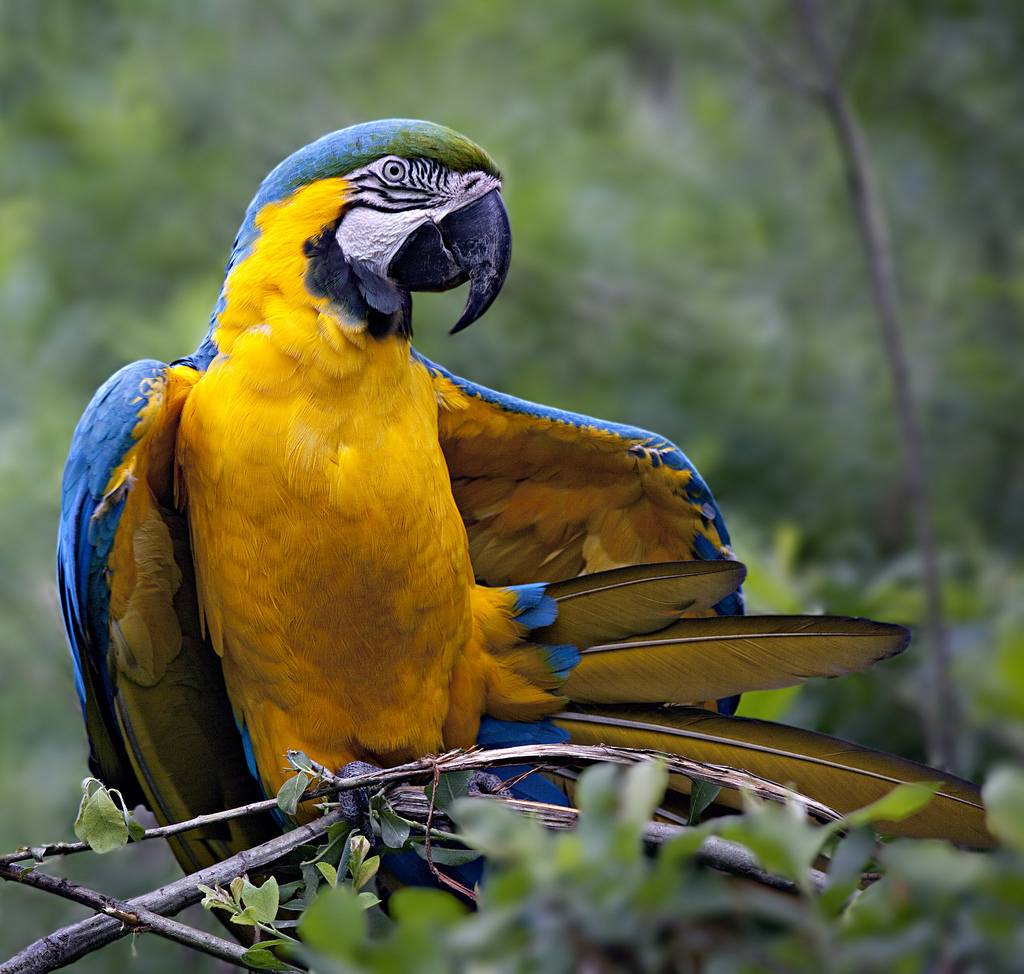 Самые дорогие и редкие попугаи в мире: описание, фото