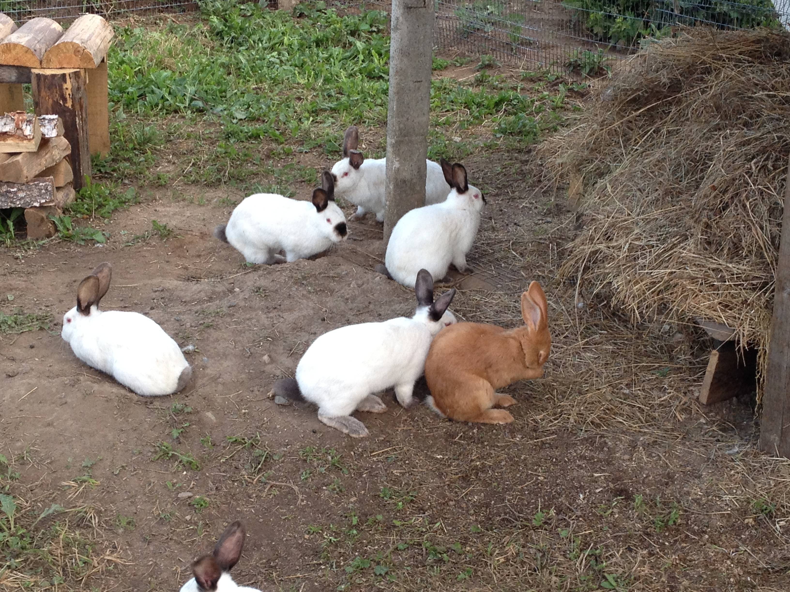 Содержание кроликов в вольерах: плюсы и минусы, особенности обустройства