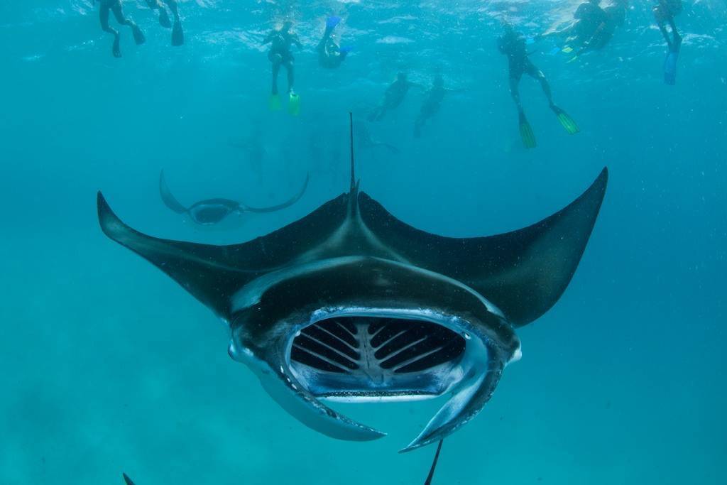 Рыба морской дьявол – гигантский скат манта имеет рога