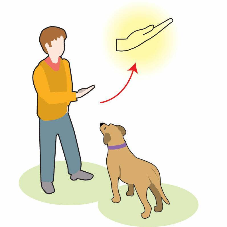 Как научить собаку команде «голос»: 4 самых эффективных способа | petguru