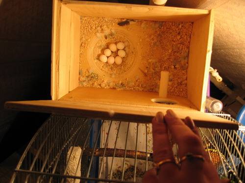 Как сделать гнездовой домик для волнистых попугаев своими руками