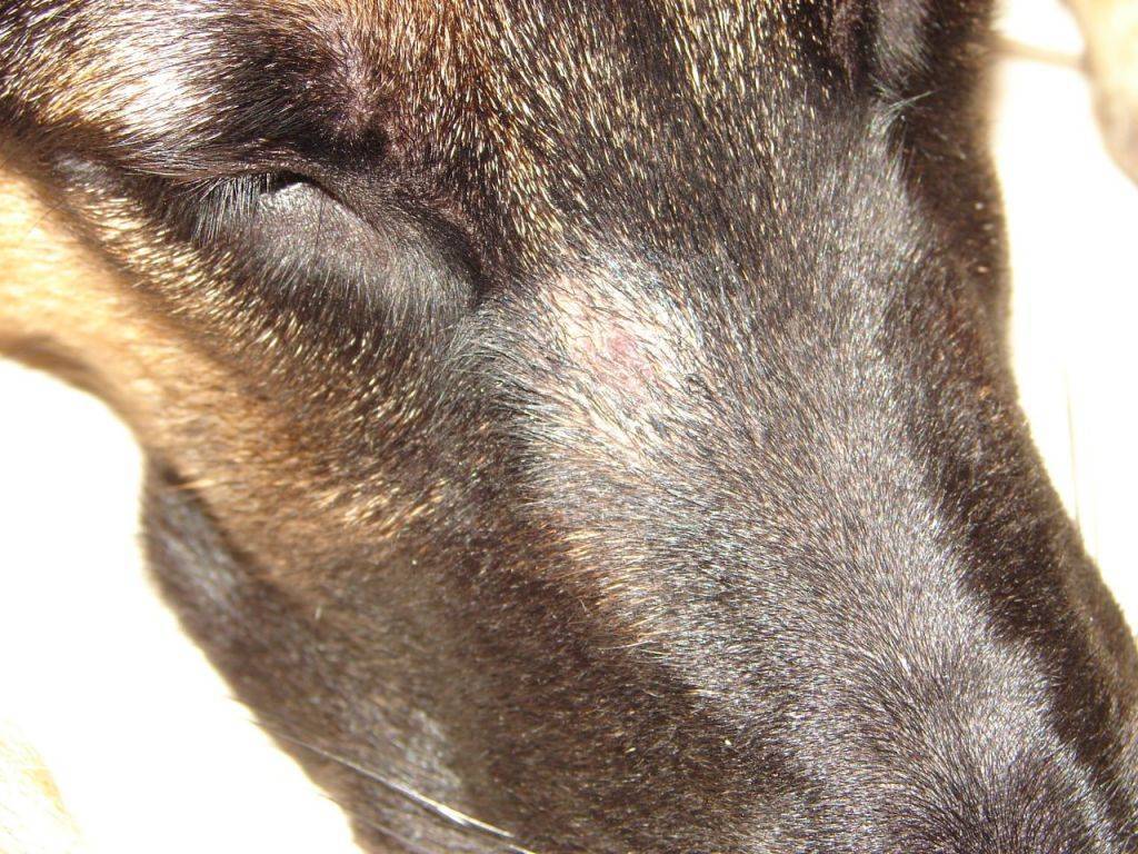 Микроспория или стригущий лишай у собак: фото, симптомы и лечение - болезни собак