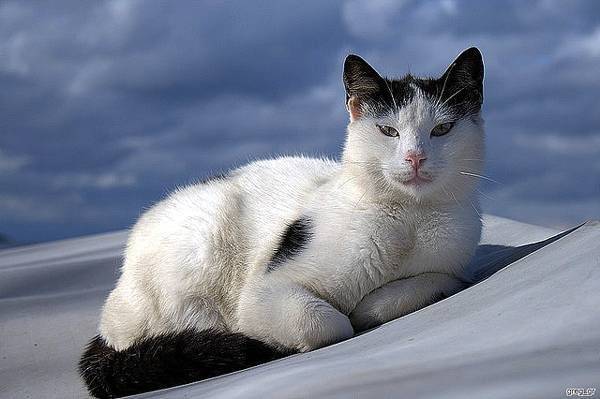 Эгейская кошка: описание породы, характер и внешний вид