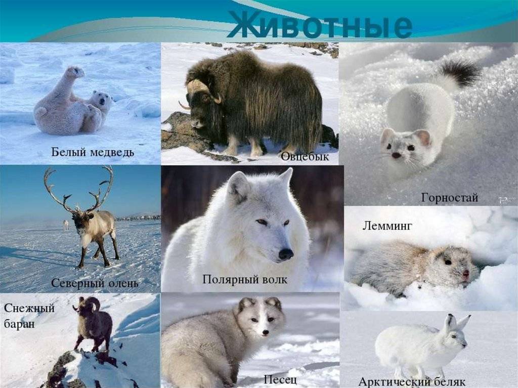 Какие животные обитают в зоне арктических пустынь