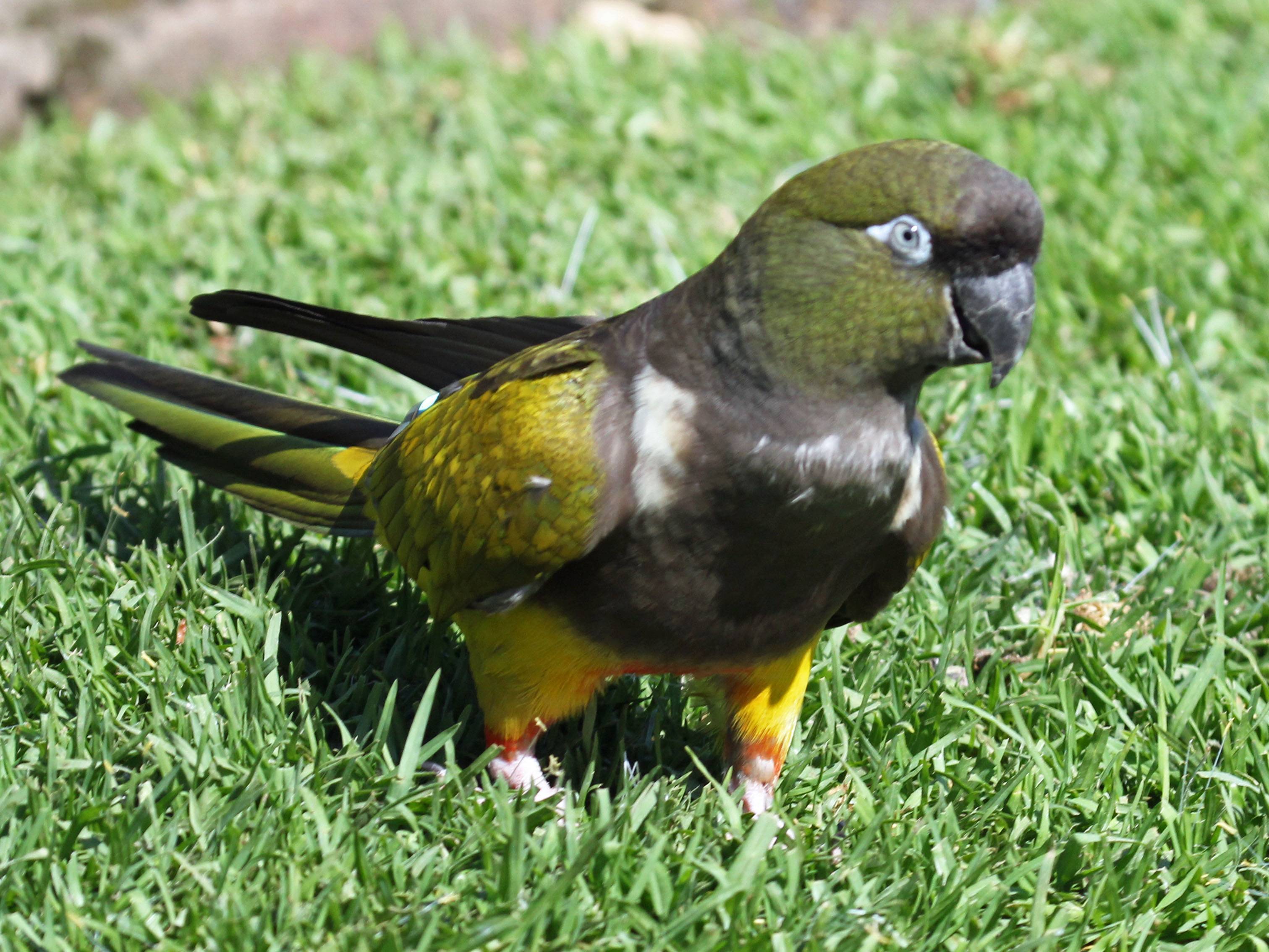 Патагонский попугай: как правильно содержать