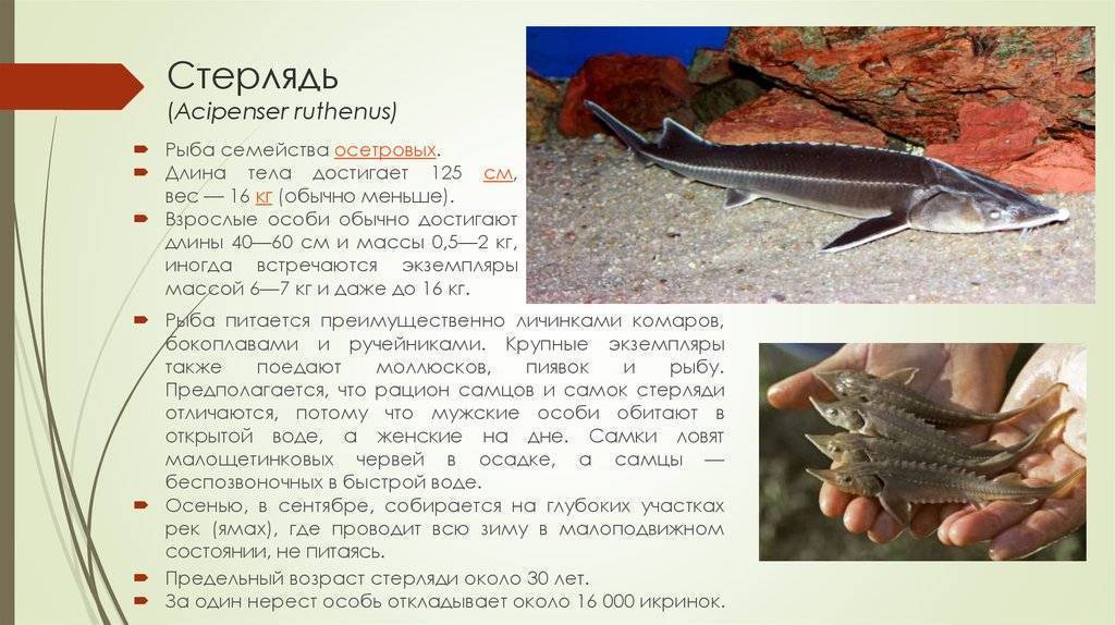 Семейство осетровые рыбы: размеры, нерест, болезни и паразиты