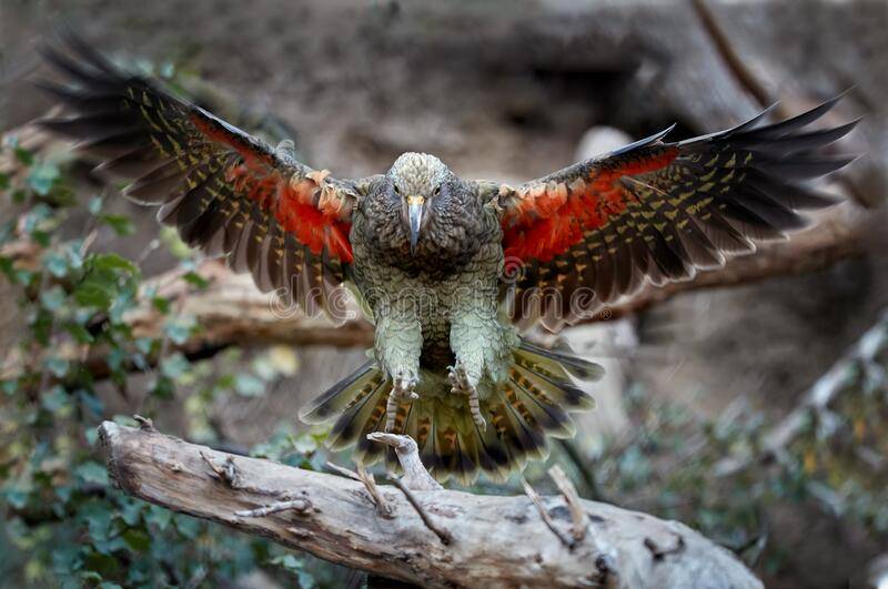 [новое исследование] хищный попугай кеа: описание, характер и внешний вид, образ жизни, среда обитания охотника на овец, фото