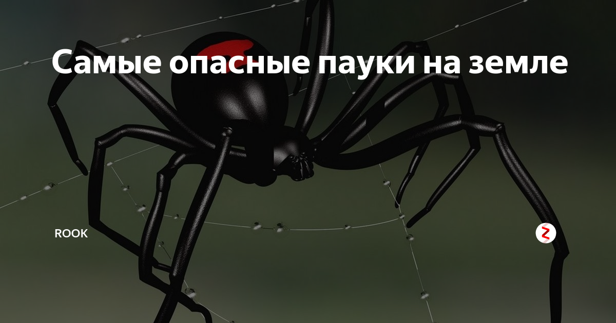 Топ-10 самых ядовитых и опасных пауков в мире
