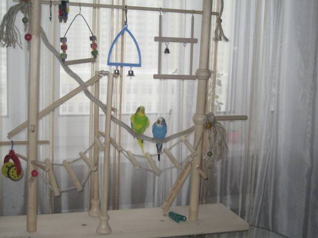Как сделать игрушки для попугаев своими руками: лесенка, домик, качелька