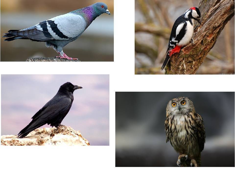 Птицы сибири. описания, названия и особенности птиц сибири