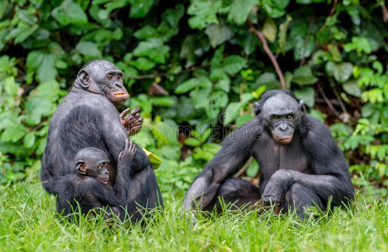 Обезьяна бонобо: особенности вида карликовых шимпанзе - животный мир