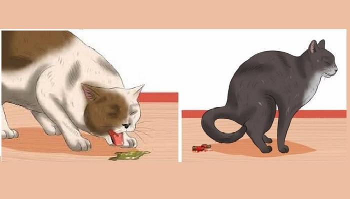 Кот или кошка трясет хвостом: метит, радуется, злится – и другие причины