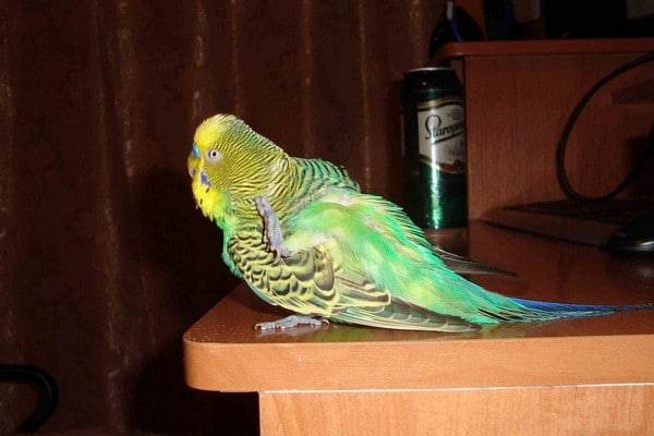 Волнистый попугай чешется: причины почему и что делать