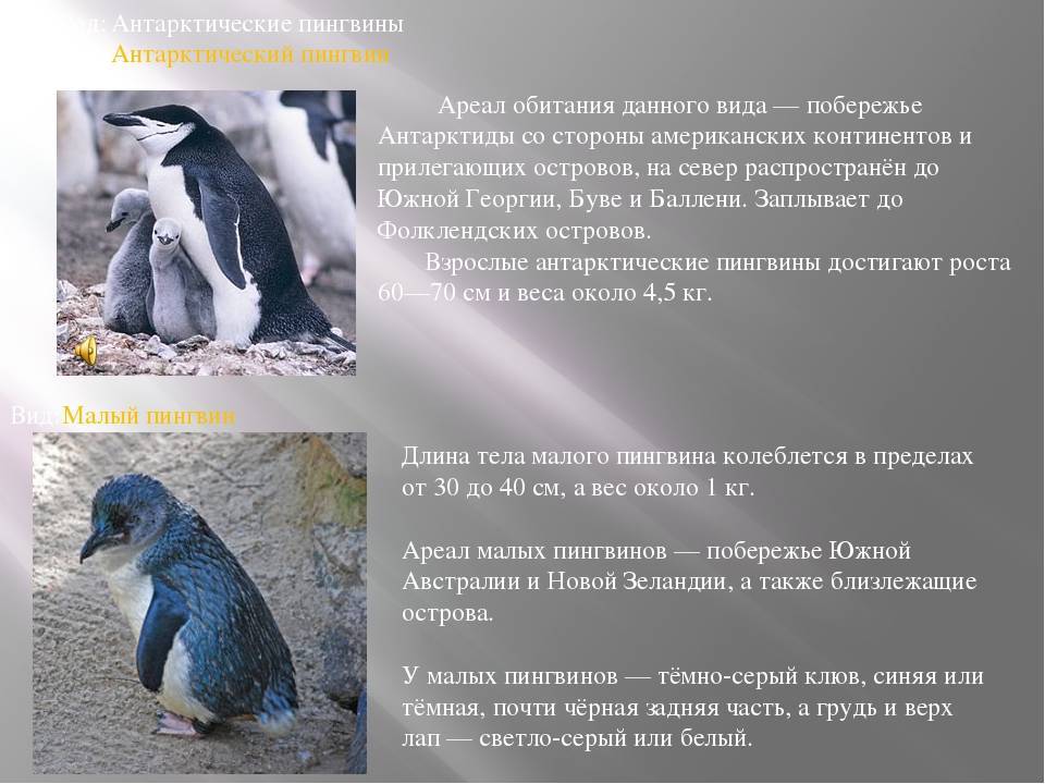 Императорский пингвин (aptenodytes forsteri): описание, размножение, фото