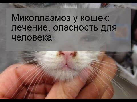 Микоплазмоз у кошек: [стоит ли бояться, как уберечь] - kotiko.ru