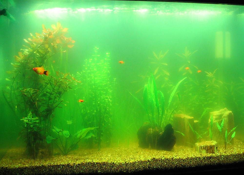 Почему зеленеет вода в аквариуме