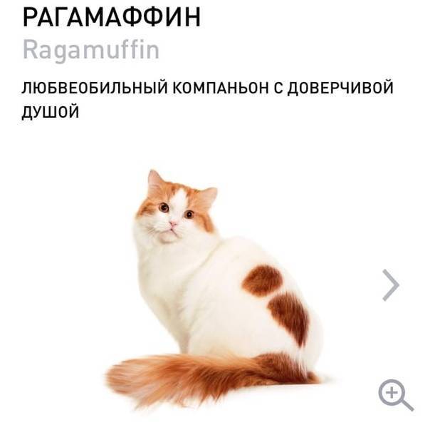 Рагамаффин (кошка) - вики