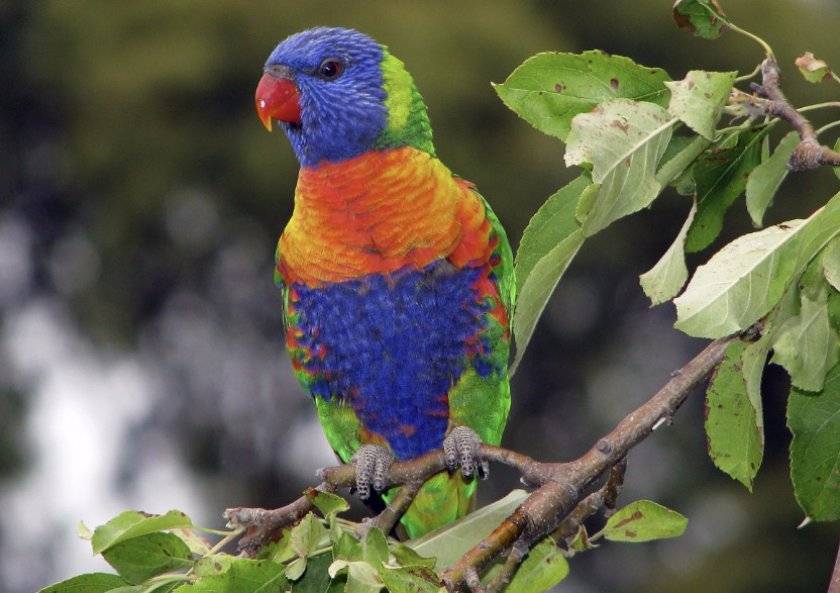 Топ-10 самых красивых попугаев в мире (30 фото)