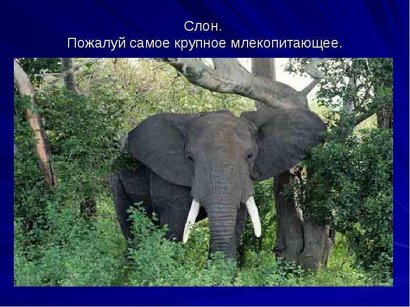 Слоны: описание животного, сколько живут, чем питаются