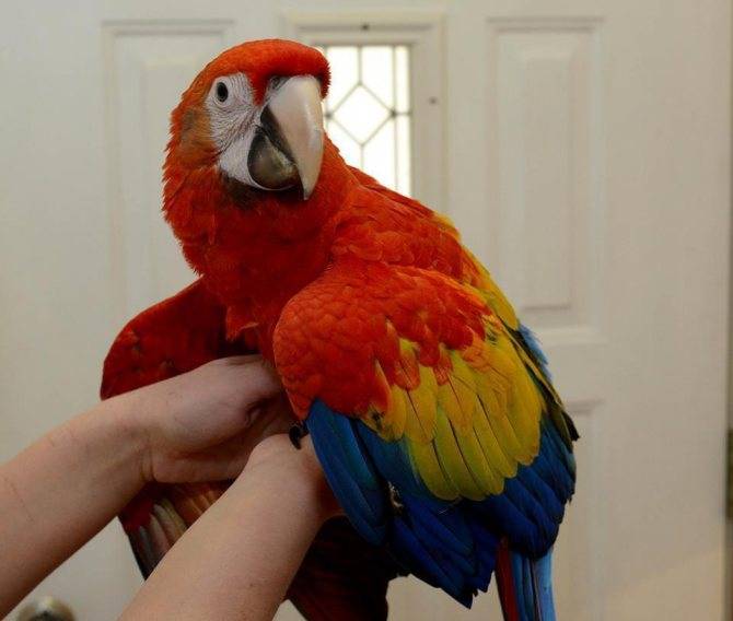 Сколько стоит попугай ара в россии: цена в рублях, стоимость говорящего