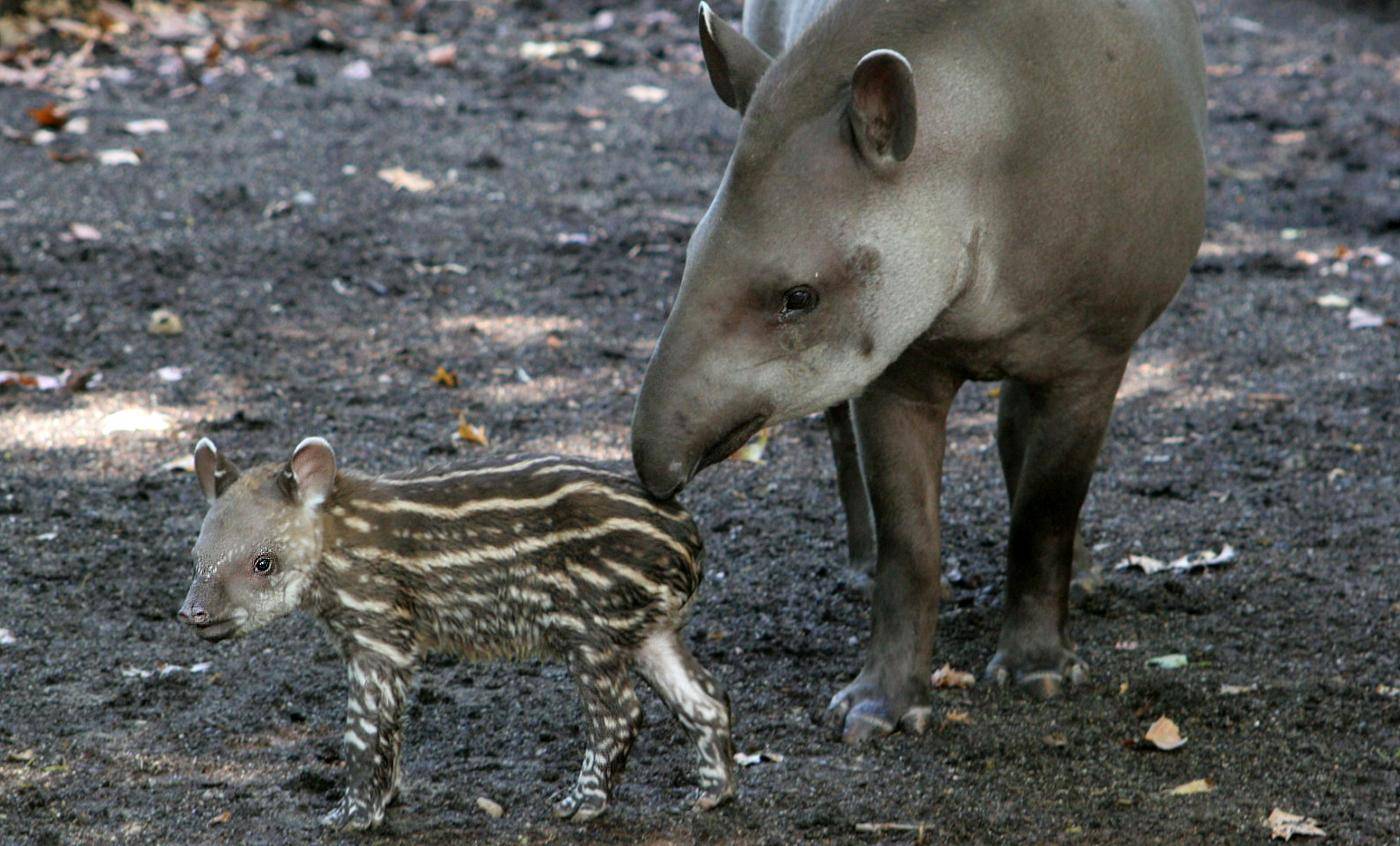 Тапиры (лат. tapirus)